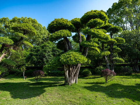 湖北京山园林风光对接白蜡树