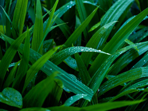 带雨珠的植物