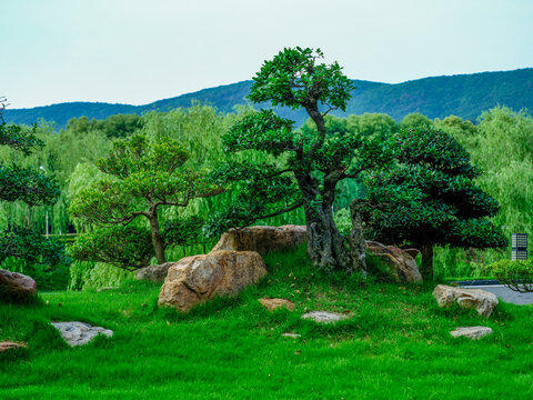 湖北京山园林风光对接白蜡树