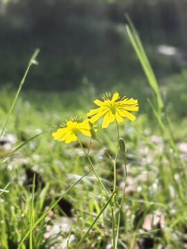 小黄花