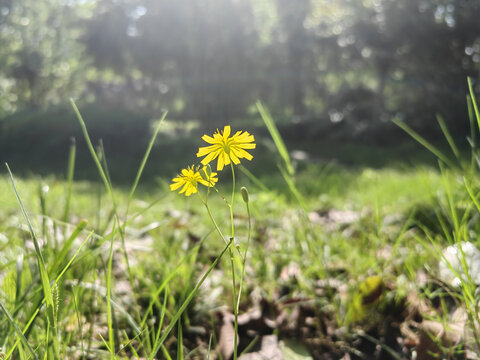 小黄花