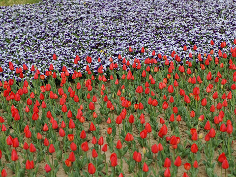 郁金香花海