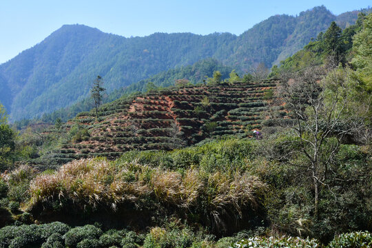 塘堀茶山