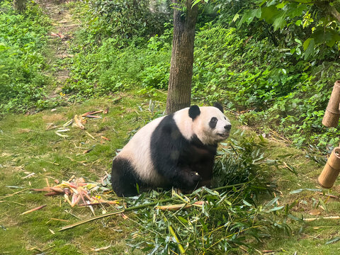 成都大熊猫繁育基地大熊猫