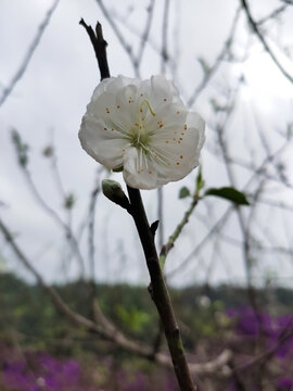 白色桃花