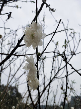 白色桃花