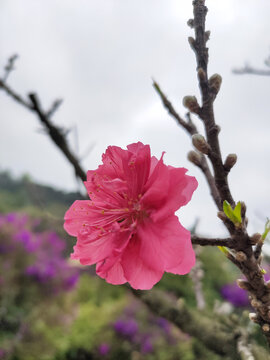 红色桃花