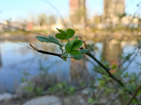 杨树枝丫