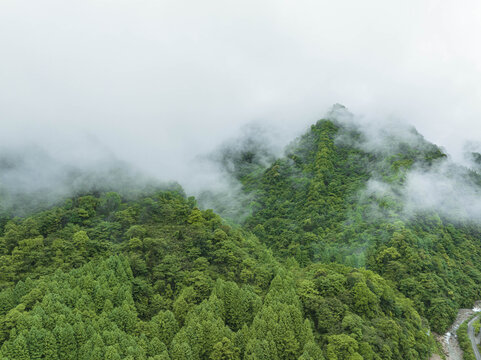 原始森林