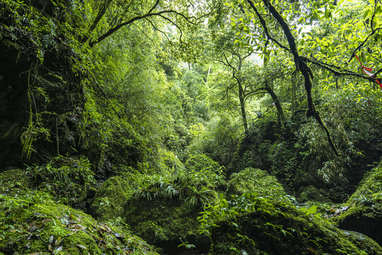 森林溪流青城山