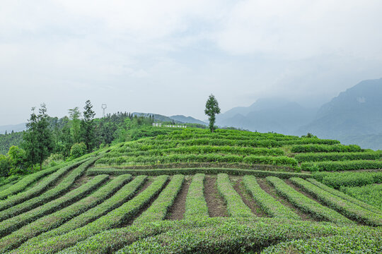 茶山