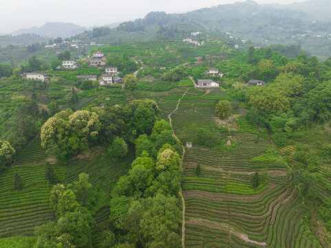 茶山