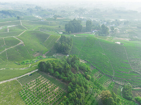 茶山茶园