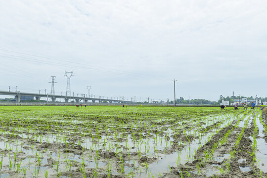 农业生产水稻田插秧