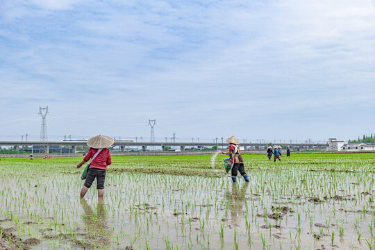 农业生产水稻田插秧