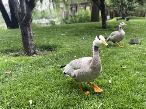 公园草坪上可爱的鸭子