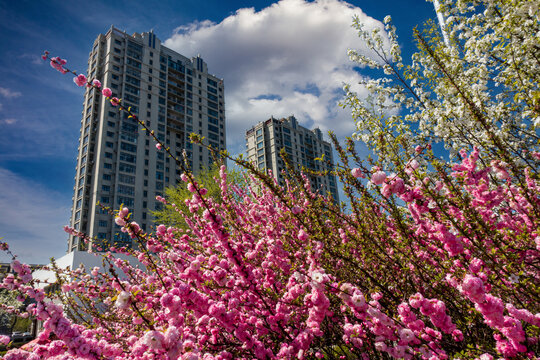 鲜花盛开的城市