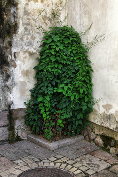 墙角的绿植