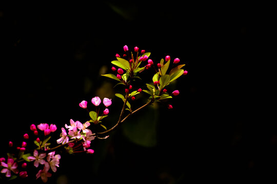 春暖花开