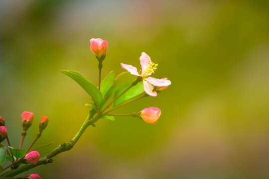 春暖花开