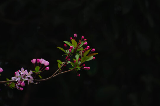 春暖花开