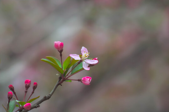 春暖花开