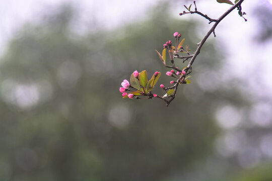 春暖花开