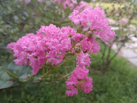 紫薇花紫荆花