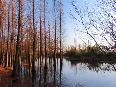 水面黄色落叶风景