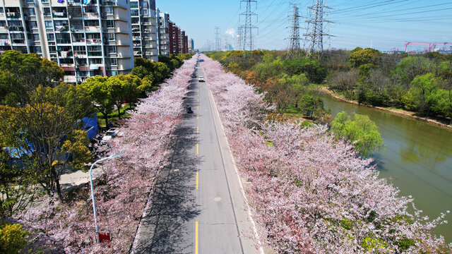 樱花大道