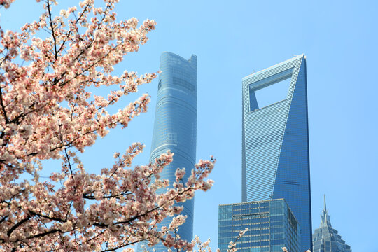 陆家嘴樱花