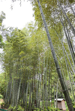 湖南省植物园竹林