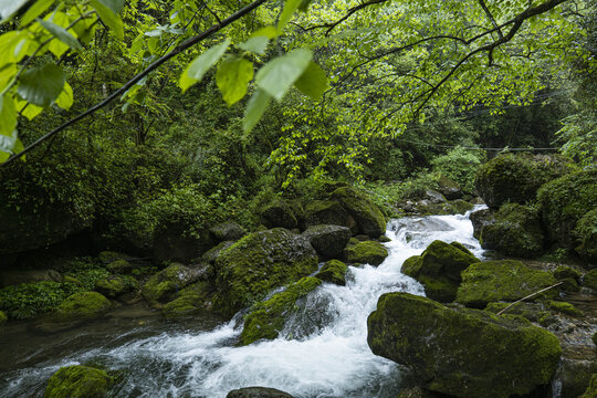 青城山森林