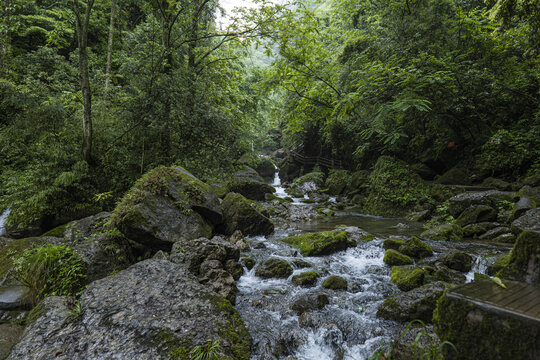 森林青城山