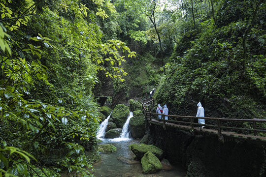 青城山森林