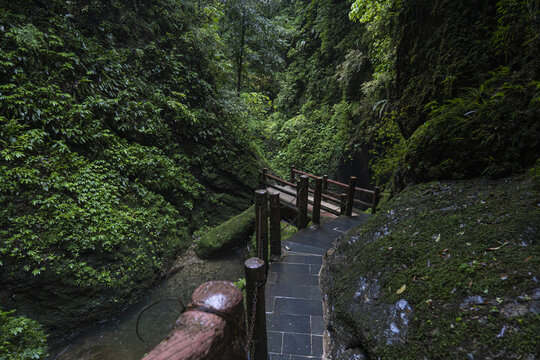 青城山森林