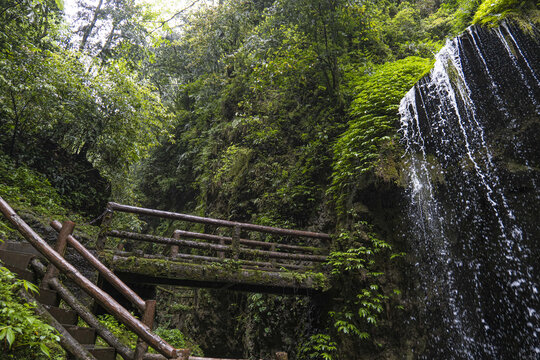 青城山森林