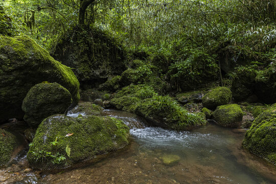 青城山森林