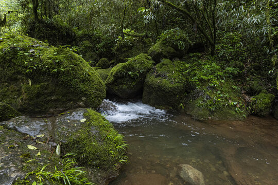 青城山森林