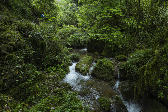 青城山森林