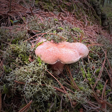 野生菌