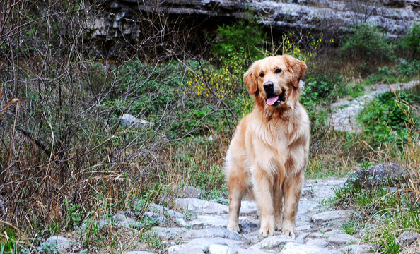 金毛犬