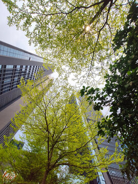 高楼大厦绿色阳光城市绿化仰望