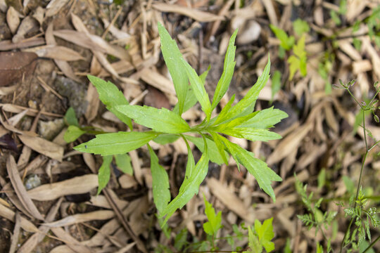 小蓬草