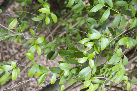 山茶树