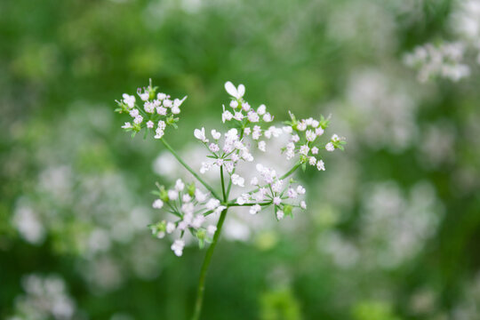 香菜