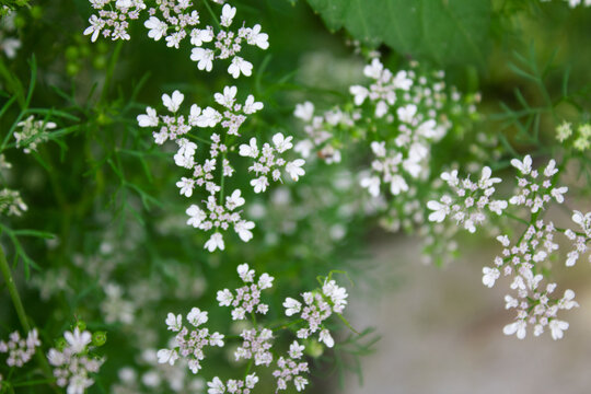 老香菜