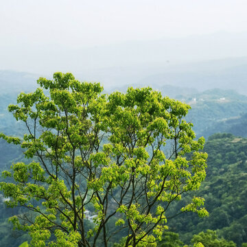 绿树