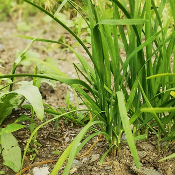 韭菜地