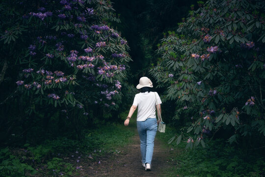 龙池高山杜鹃花森林